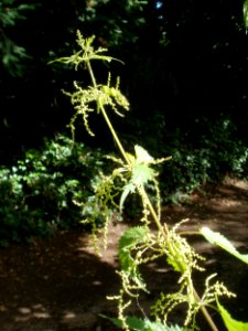 20120621Urtica_dioica1
