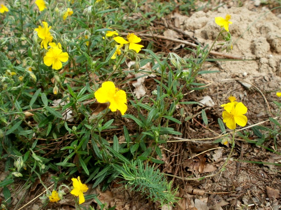 20120624Helianthemum_nummularium