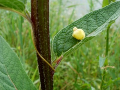 20120621Staden_Saarbruecken16