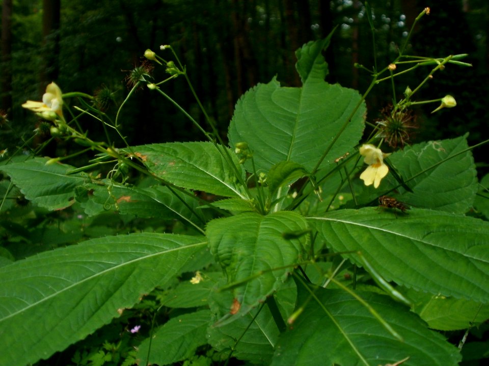 20120624Impatiens_parviflora2