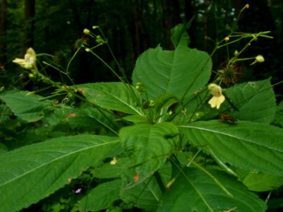 20120624Impatiens_parviflora2