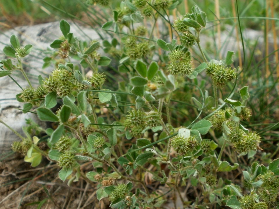 20120624Medicago_minima048