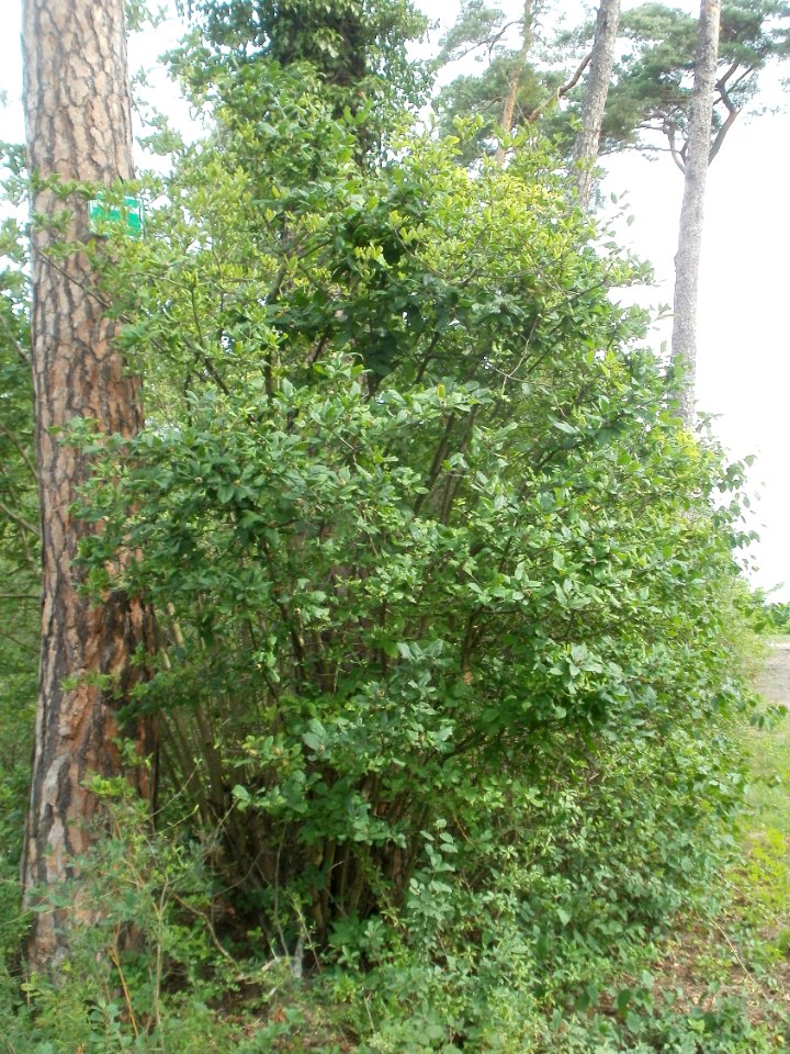 20120624Mespilus_germanica1
