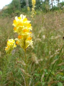 20120624Linaria_vulgaris2