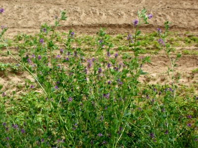 20120624Medicago_×_varia2