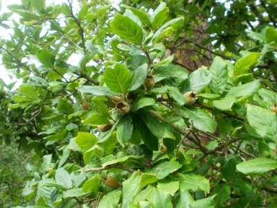 20120624Mespilus_germanica2