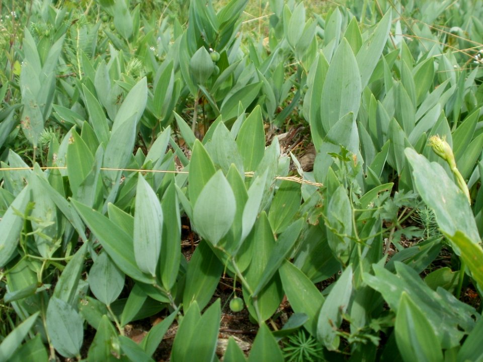 20120624Polygonatum_odoratum1