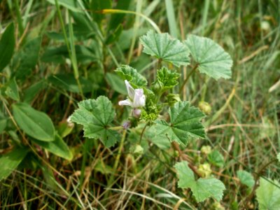 20120624Malva_neglecta2