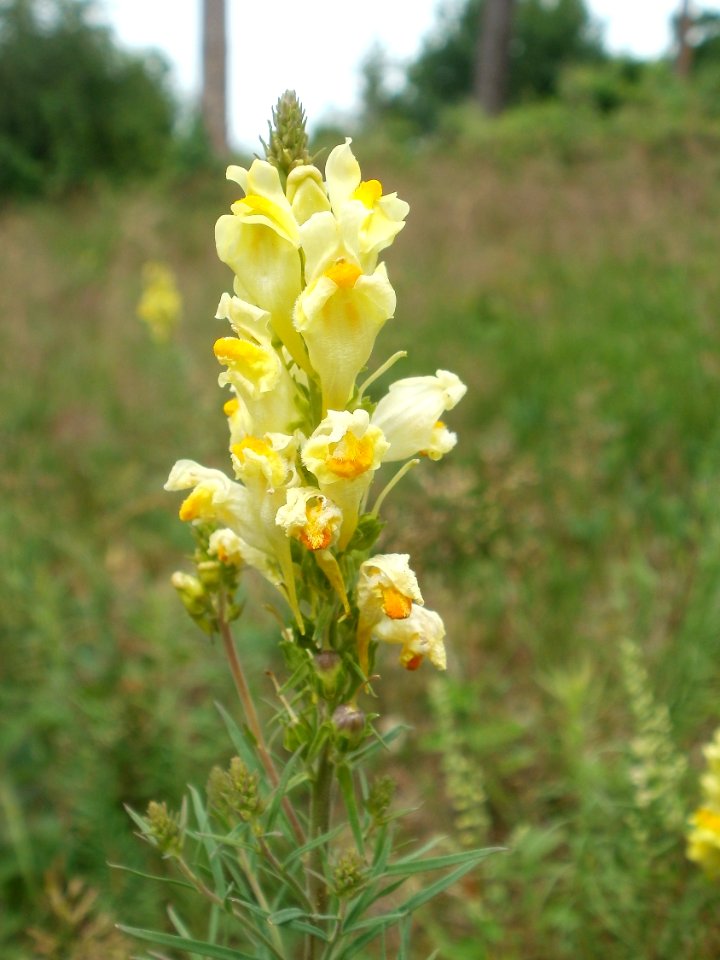 20120624Linaria_vulgaris4
