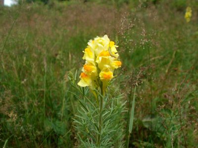 20120624Linaria_vulgaris6