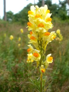 20120624Linaria_vulgaris1