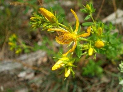 20120624Hypericum_perforatum3