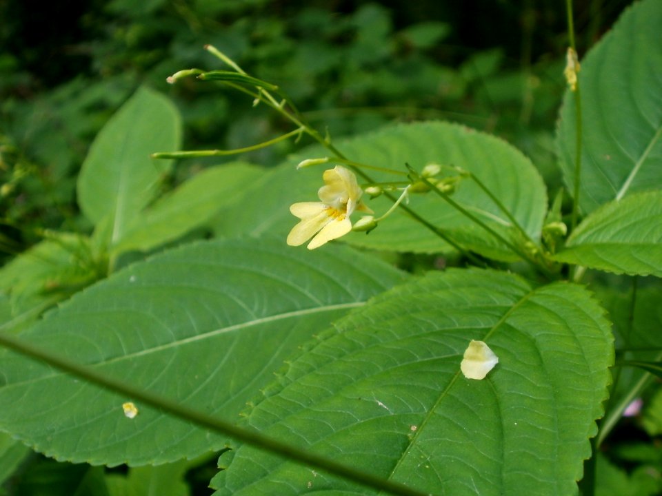 20120624Impatiens_parviflora1