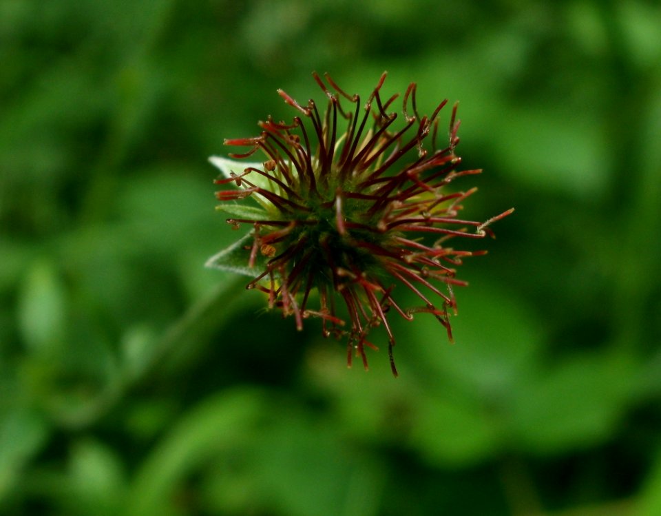 20120624Geum_urbanum3