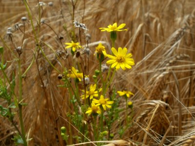 20120624Jacobaea_vulgaris1
