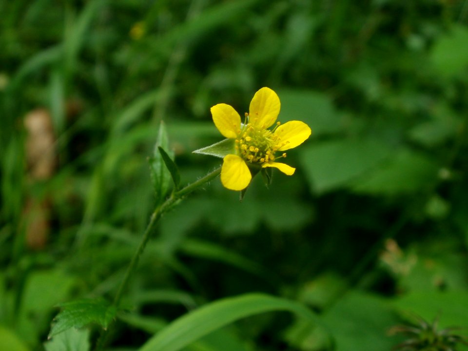 20120624Geum_urbanum2
