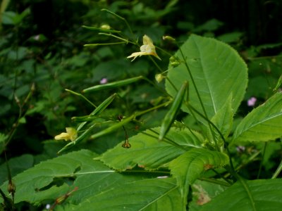 20120624Impatiens_parviflora3