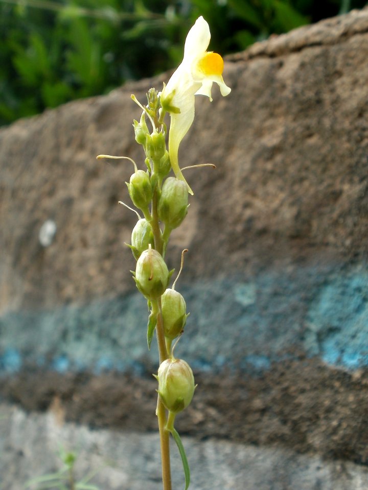 20120629Linaria_vulgaris11