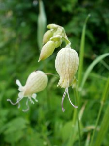 20120621Silene_vulgaris18