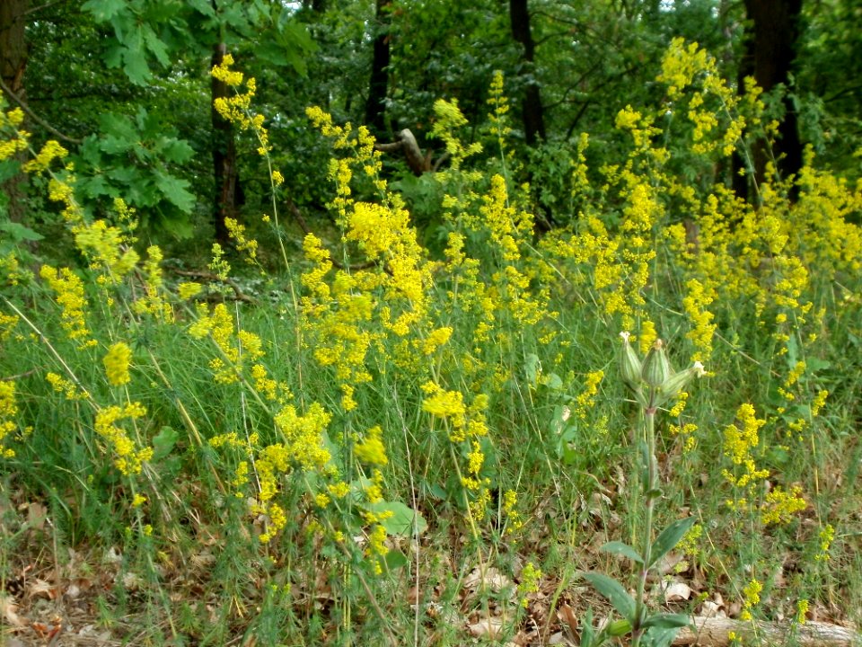 20120624Galium_verum5