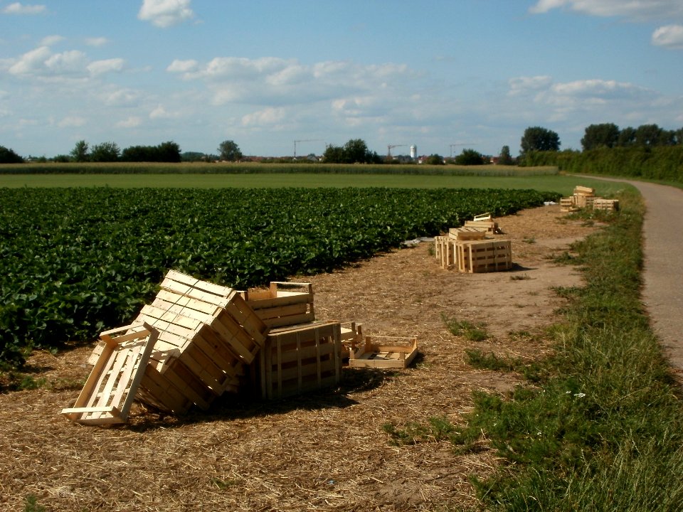 20120609Erdbeeren_Reilingen