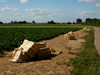 20120609Erdbeeren_Reilingen