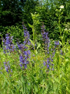 20120607Wiesenbluete_Hockenheim01