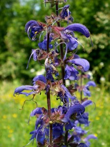 20120607Wiesenbluete_Hockenheim02