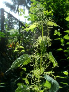 20120621Urtica_dioica3