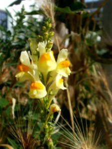 20120629Linaria_vulgaris1