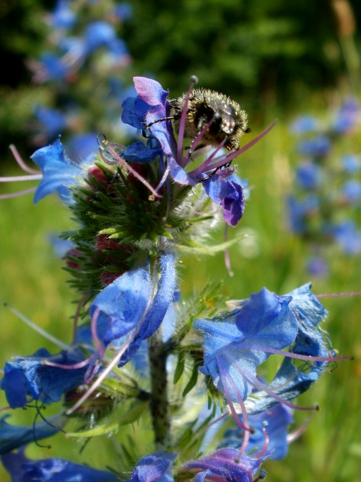 20120607Wiesenbluete_Hockenheim09