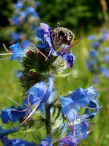 20120607Wiesenbluete_Hockenheim09