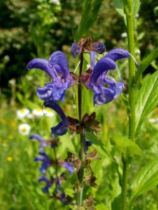 20120607Wiesenbluete_Hockenheim05