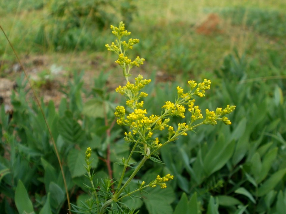 20120624Galium_verum1
