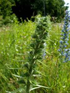 20120607Wiesenbluete_Hockenheim12