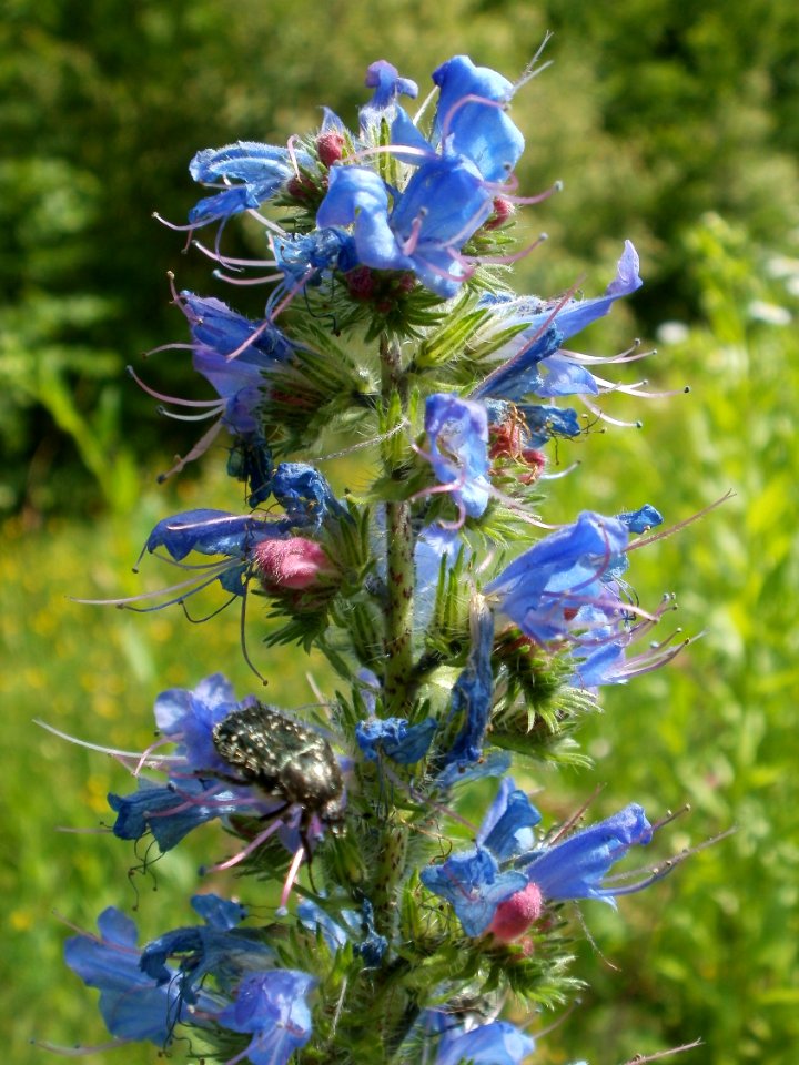 20120607Wiesenbluete_Hockenheim07