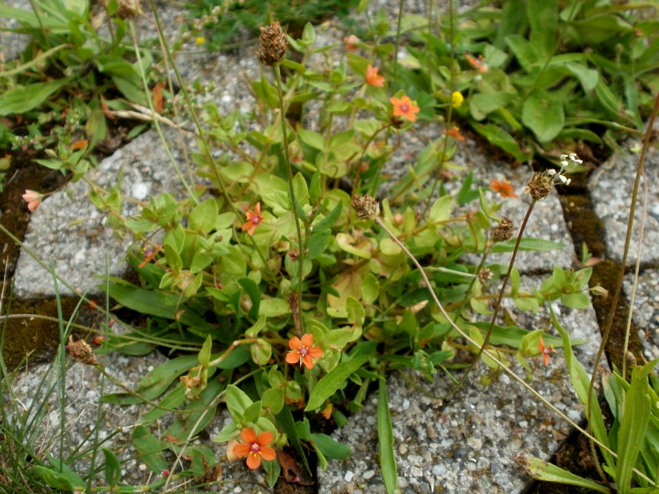 20120624Lysimachia_arvensis2