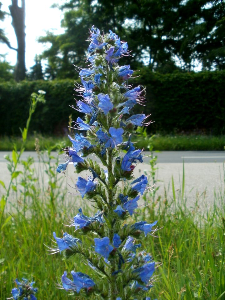 20120607Wiesenbluete_Hockenheim06