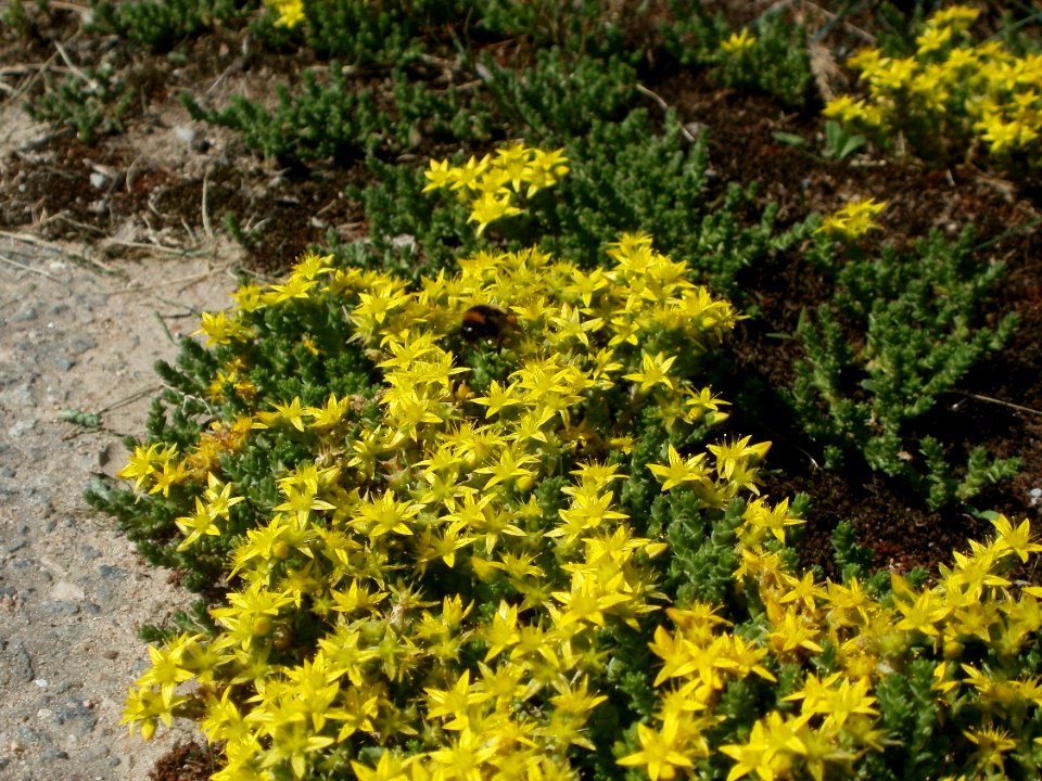 20120609Wiesenblumen_Reilingen5