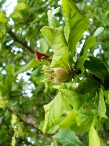 20120624Mespilus_germanica3