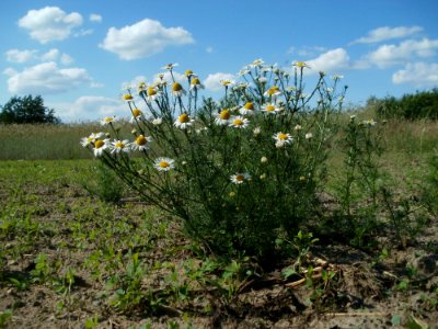 20120609Kamillen_Reilingen11