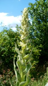 20120609Koenigskerze_Reilingen1