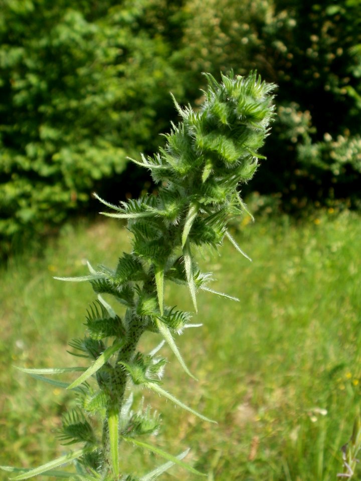 20120607Wiesenbluete_Hockenheim11