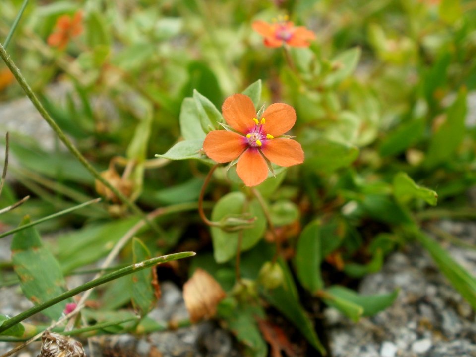 20120624Lysimachia_arvensis1