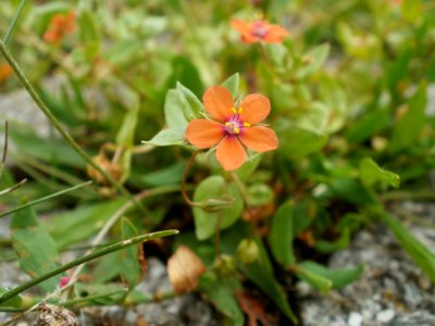 20120624Lysimachia_arvensis1