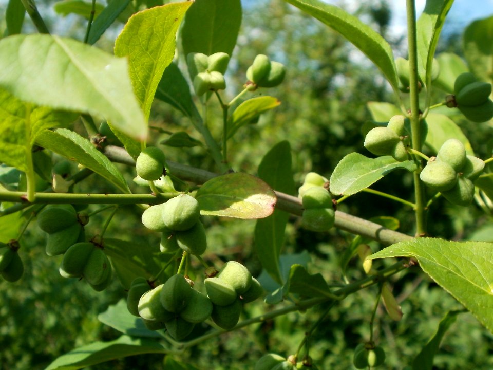 20120626Euonymus_europaeus1