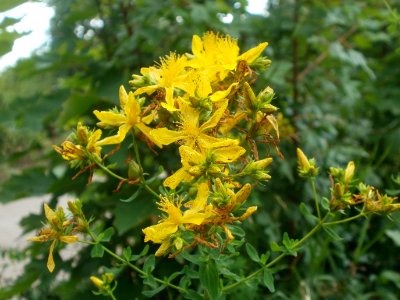 20120626Hypericum_perforatum4