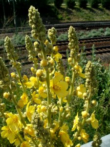 20120609Koenigskerze_Reilingen4