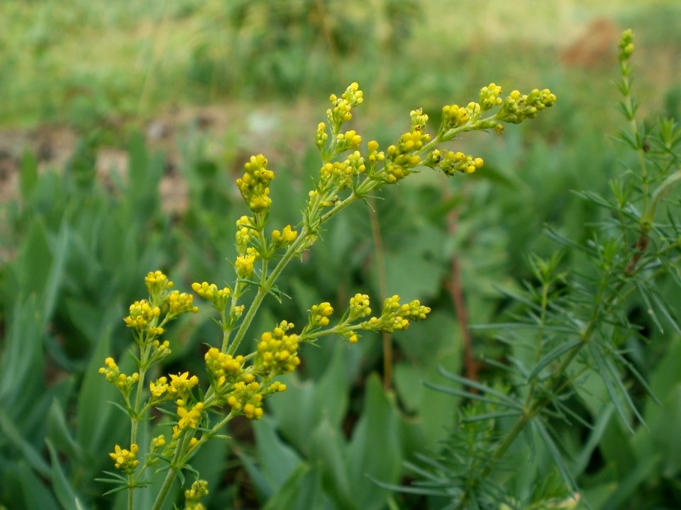 20120624Galium_verum2