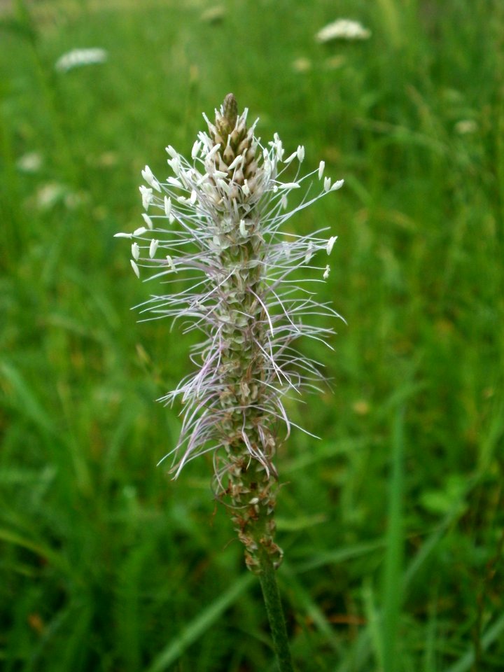 20120621Plantago_media07